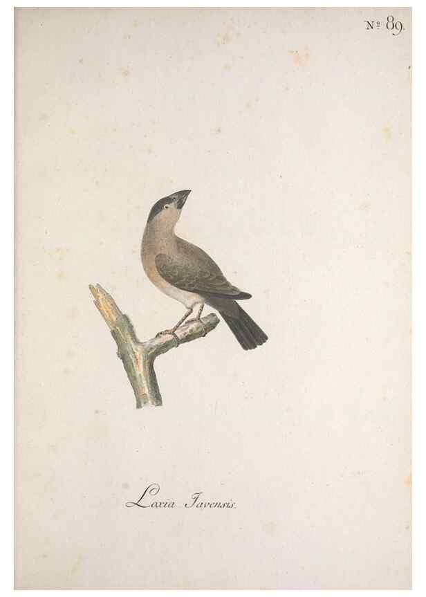 Reproducción/Reproduction 40621697353: Museum Carlsonianum, in quo novas et selectas aves, coloribus ad vivum brevique descriptione illustratas, suasu et sumtibus generosissimi possessoris /. Holmiae :Ex Typographia Regia,1786-1789.. 