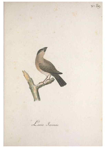 Reproducción/Reproduction 40621697353: Museum Carlsonianum, in quo novas et selectas aves, coloribus ad vivum brevique descriptione illustratas, suasu et sumtibus generosissimi possessoris /. Holmiae :Ex Typographia Regia,1786-1789.. 