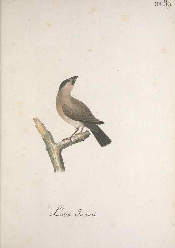 Reproducción/Reproduction 40621697353: Museum Carlsonianum, in quo novas et selectas aves, coloribus ad vivum brevique descriptione illustratas, suasu et sumtibus generosissimi possessoris /. Holmiae :Ex Typographia Regia,1786-1789.. 