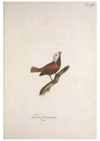 Reproducción/Reproduction 47534765052: Museum Carlsonianum, in quo novas et selectas aves, coloribus ad vivum brevique descriptione illustratas, suasu et sumtibus generosissimi possessoris /. Holmiae :Ex Typographia Regia,1786-1789.. 