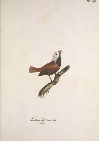 Reproducción/Reproduction 47534765052: Museum Carlsonianum, in quo novas et selectas aves, coloribus ad vivum brevique descriptione illustratas, suasu et sumtibus generosissimi possessoris /. Holmiae :Ex Typographia Regia,1786-1789.. 