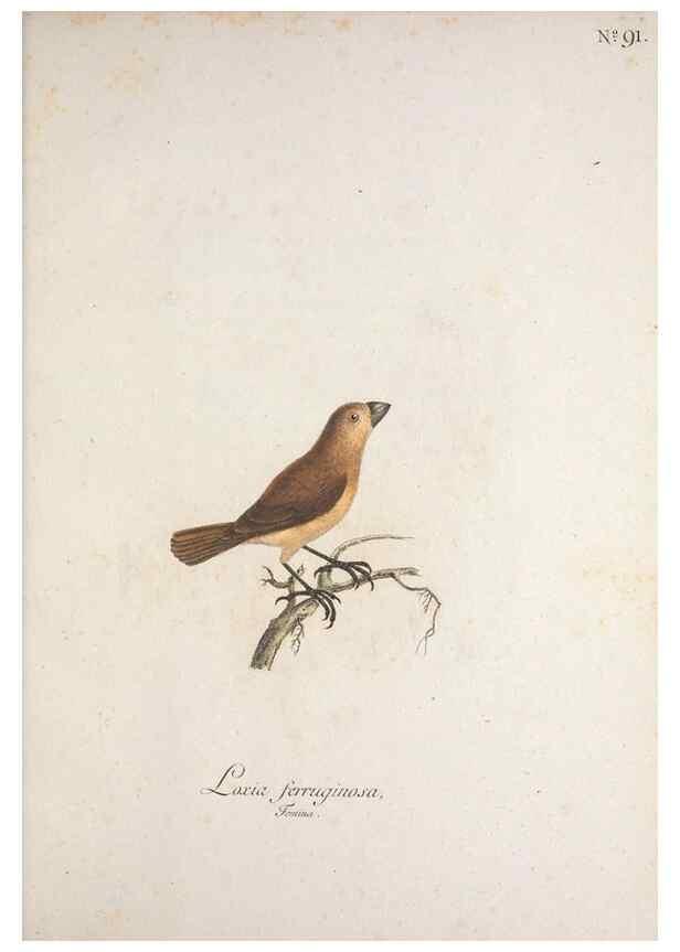 Reproducción/Reproduction 40621698393: Museum Carlsonianum, in quo novas et selectas aves, coloribus ad vivum brevique descriptione illustratas, suasu et sumtibus generosissimi possessoris /. Holmiae :Ex Typographia Regia,1786-1789.. 
