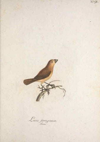 Reproducción/Reproduction 40621698393: Museum Carlsonianum, in quo novas et selectas aves, coloribus ad vivum brevique descriptione illustratas, suasu et sumtibus generosissimi possessoris /. Holmiae :Ex Typographia Regia,1786-1789.. 