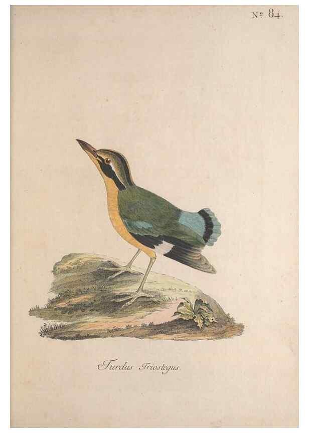 Reproducción/Reproduction 46672265865: Museum Carlsonianum, in quo novas et selectas aves, coloribus ad vivum brevique descriptione illustratas, suasu et sumtibus generosissimi possessoris /. Holmiae :Ex Typographia Regia,1786-1789.. 