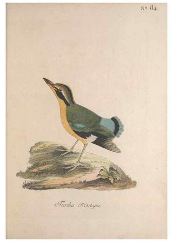 Reproducción/Reproduction 46672265865: Museum Carlsonianum, in quo novas et selectas aves, coloribus ad vivum brevique descriptione illustratas, suasu et sumtibus generosissimi possessoris /. Holmiae :Ex Typographia Regia,1786-1789.. 