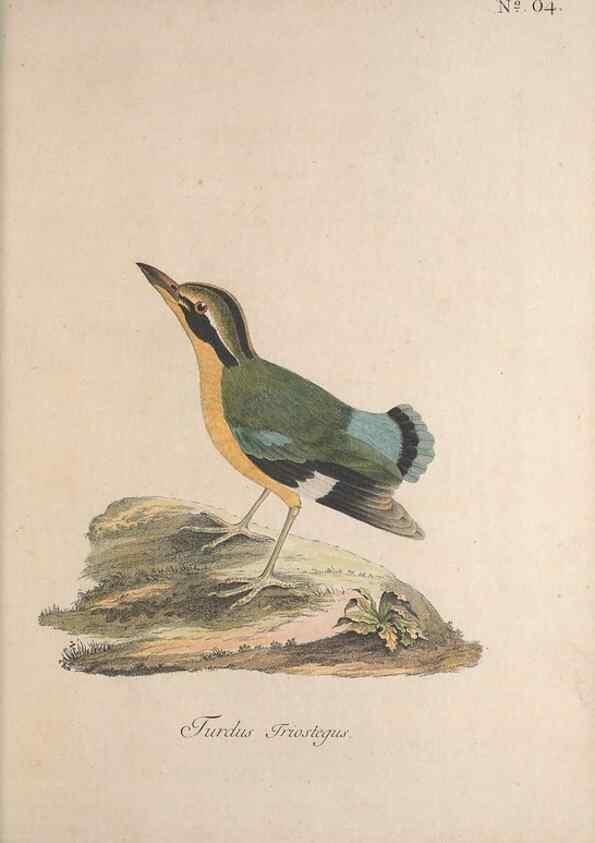 Reproducción/Reproduction 46672265865: Museum Carlsonianum, in quo novas et selectas aves, coloribus ad vivum brevique descriptione illustratas, suasu et sumtibus generosissimi possessoris /. Holmiae :Ex Typographia Regia,1786-1789.. 