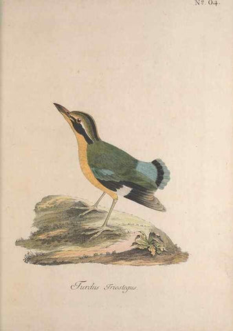 Reproducción/Reproduction 46672265865: Museum Carlsonianum, in quo novas et selectas aves, coloribus ad vivum brevique descriptione illustratas, suasu et sumtibus generosissimi possessoris /. Holmiae :Ex Typographia Regia,1786-1789.. 
