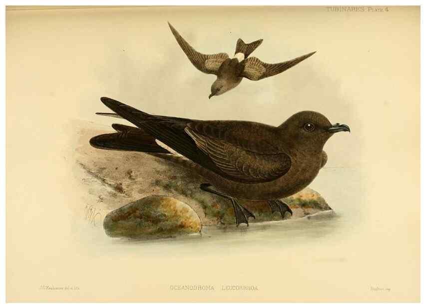 Reproducción/Reproduction 40671169283: A monograph of the petrels (order Tubinares) /. London :Witherby & Co. ...,1907-1910.. 