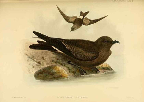 Reproducción/Reproduction 40671169283: A monograph of the petrels (order Tubinares) /. London :Witherby & Co. ...,1907-1910.. 