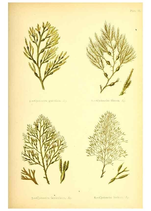 Reproducción/Reproduction 33758864868: British sea-weeds. London :Bell and Daldy,1872.. 