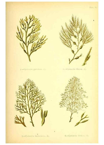 Reproducción/Reproduction 33758864868: British sea-weeds. London :Bell and Daldy,1872.. 