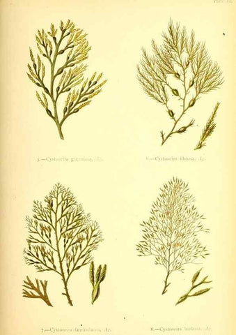 Reproducción/Reproduction 33758864868: British sea-weeds. London :Bell and Daldy,1872.. 