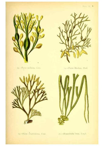 Reproducción/Reproduction 47636302601: British sea-weeds. London :Bell and Daldy,1872.. 