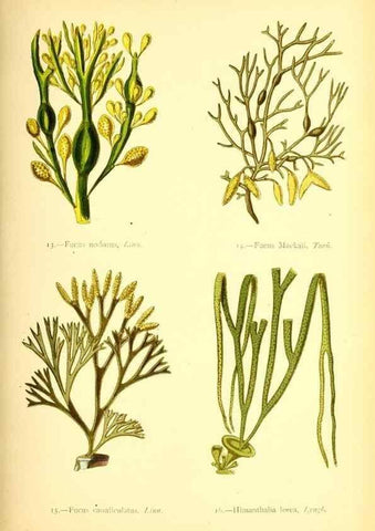 Reproducción/Reproduction 47636302601: British sea-weeds. London :Bell and Daldy,1872.. 