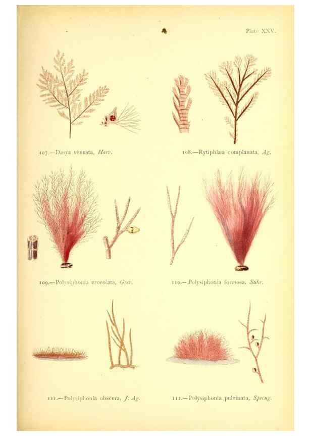Reproducción/Reproduction 32693732477: British sea-weeds. London :Bell and Daldy,1872.. 