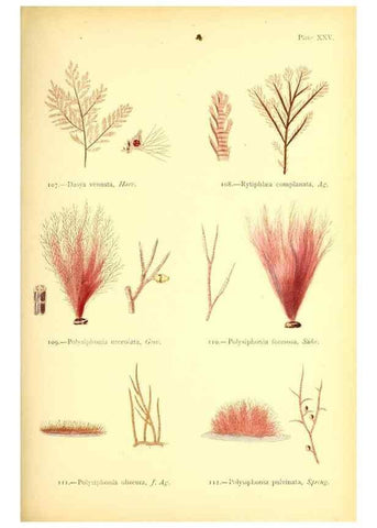 Reproducción/Reproduction 32693732477: British sea-weeds. London :Bell and Daldy,1872.. 