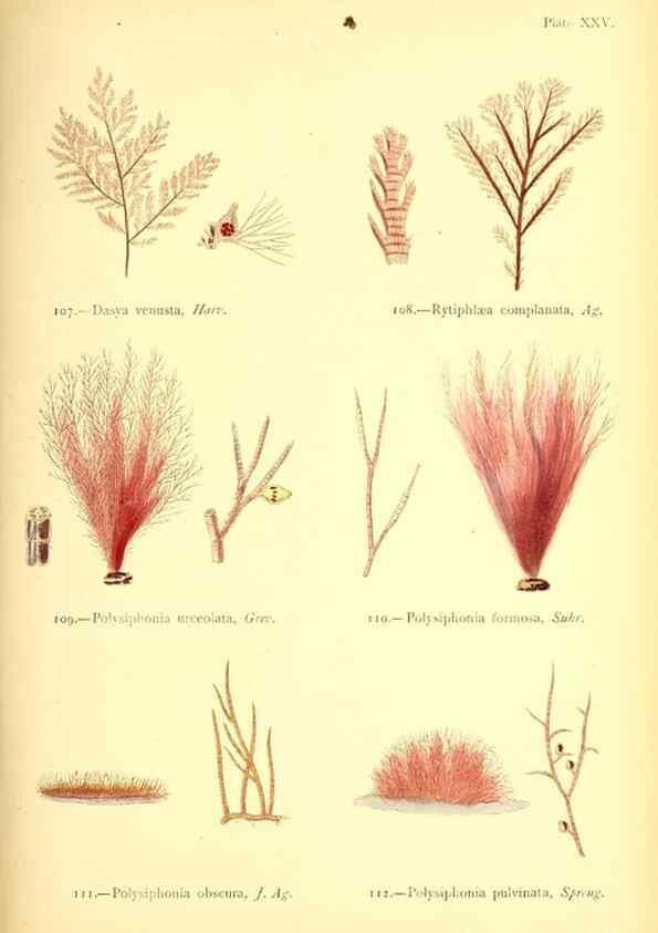 Reproducción/Reproduction 32693732477: British sea-weeds. London :Bell and Daldy,1872.. 