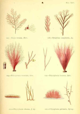 Reproducción/Reproduction 32693732477: British sea-weeds. London :Bell and Daldy,1872.. 