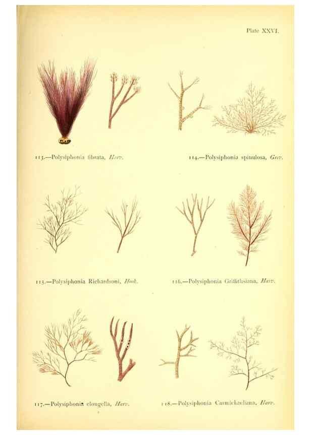 Reproducción/Reproduction 47636316261: British sea-weeds. London :Bell and Daldy,1872.. 