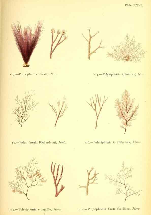 Reproducción/Reproduction 47636316261: British sea-weeds. London :Bell and Daldy,1872.. 