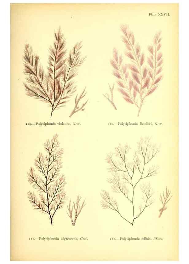 Reproducción/Reproduction 47583395732: British sea-weeds. London :Bell and Daldy,1872.. 