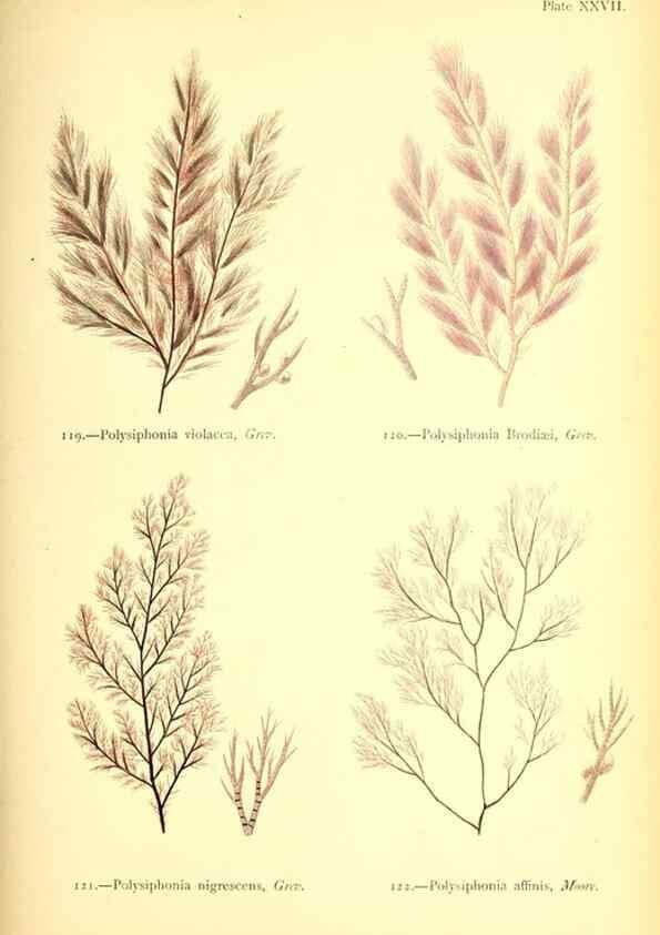 Reproducción/Reproduction 47583395732: British sea-weeds. London :Bell and Daldy,1872.. 