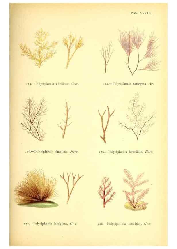 Reproducción/Reproduction 46912038934: British sea-weeds. London :Bell and Daldy,1872.. 