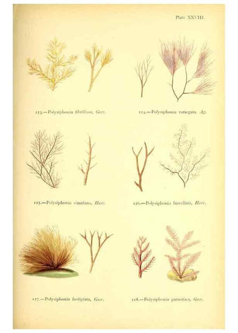 Reproducción/Reproduction 46912038934: British sea-weeds. London :Bell and Daldy,1872.. 