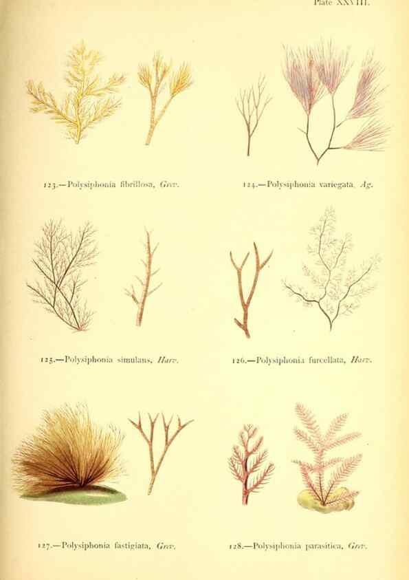 Reproducción/Reproduction 46912038934: British sea-weeds. London :Bell and Daldy,1872.. 