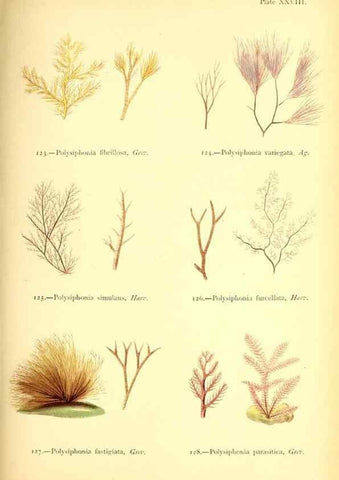 Reproducción/Reproduction 46912038934: British sea-weeds. London :Bell and Daldy,1872.. 