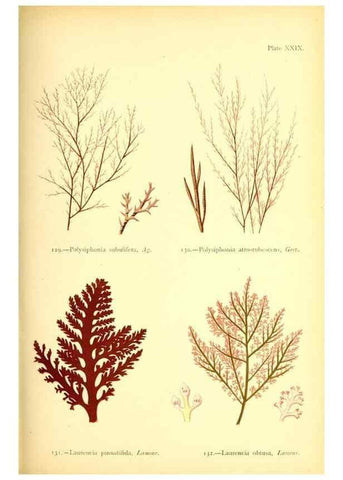 Reproducción/Reproduction 32693733987: British sea-weeds. London :Bell and Daldy,1872.. 