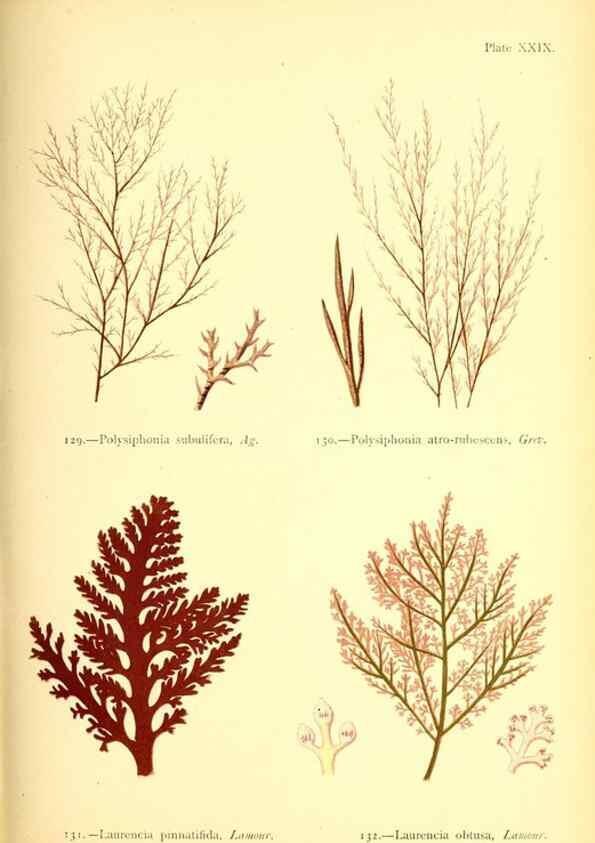 Reproducción/Reproduction 32693733987: British sea-weeds. London :Bell and Daldy,1872.. 