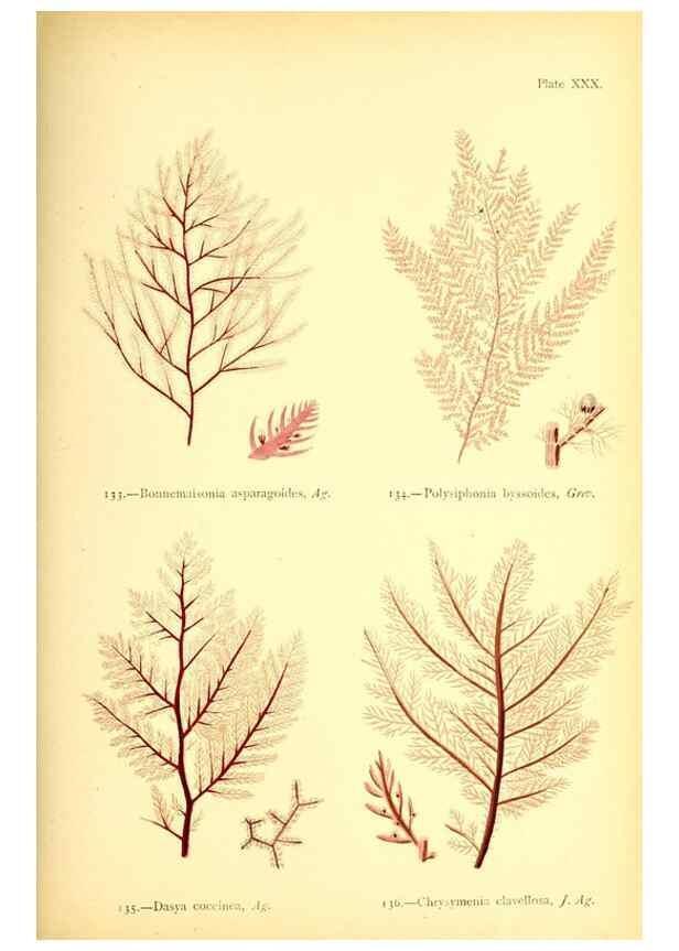 Reproducción/Reproduction 33758880478: British sea-weeds. London :Bell and Daldy,1872.. 