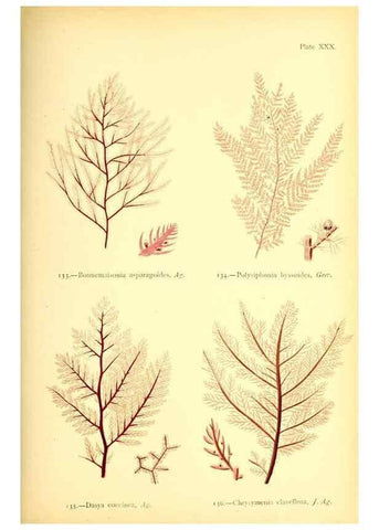 Reproducción/Reproduction 33758880478: British sea-weeds. London :Bell and Daldy,1872.. 