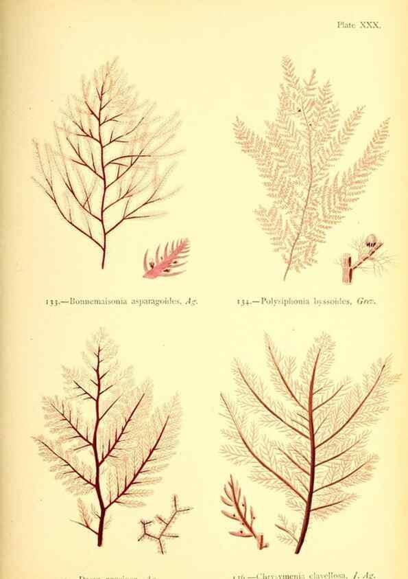 Reproducción/Reproduction 33758880478: British sea-weeds. London :Bell and Daldy,1872.. 