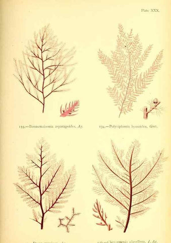 Reproducción/Reproduction 33758880478: British sea-weeds. London :Bell and Daldy,1872.. 