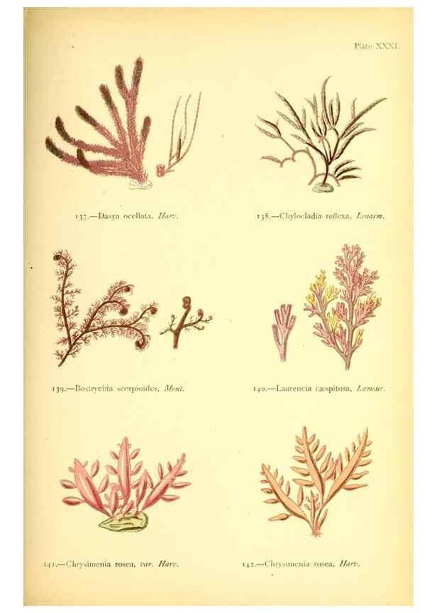 Reproducción/Reproduction 40669747783: British sea-weeds. London :Bell and Daldy,1872.. 