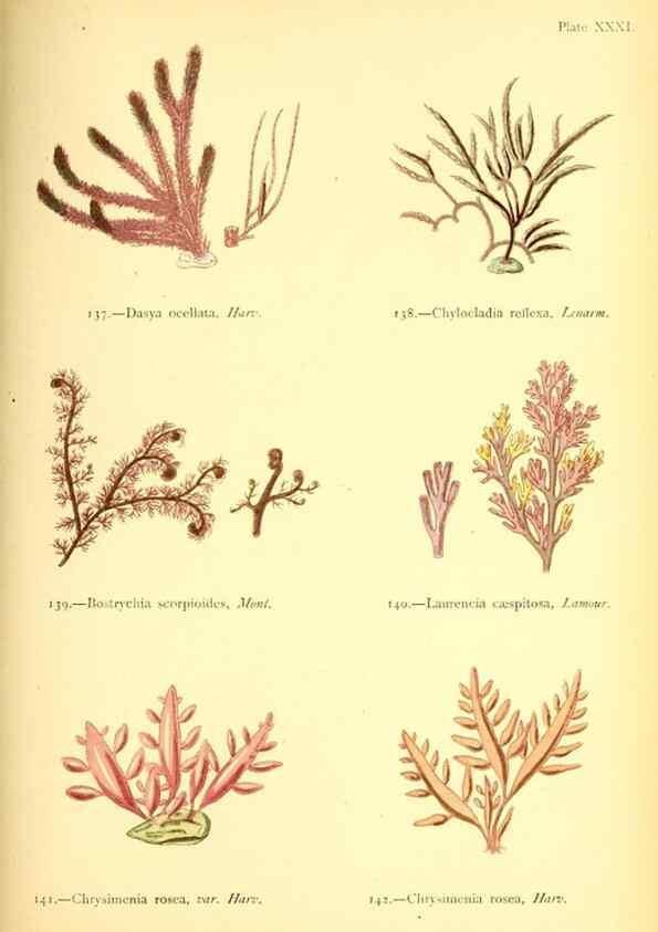Reproducción/Reproduction 40669747783: British sea-weeds. London :Bell and Daldy,1872.. 
