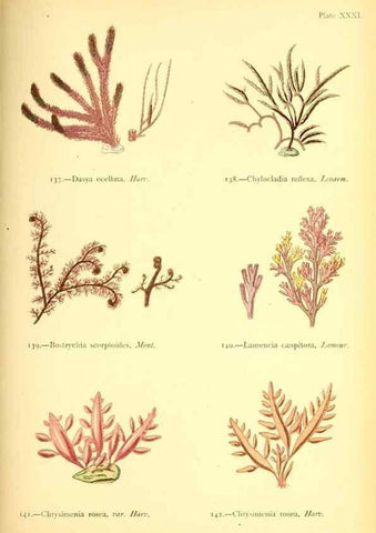 Reproducción/Reproduction 40669747783: British sea-weeds. London :Bell and Daldy,1872.. 