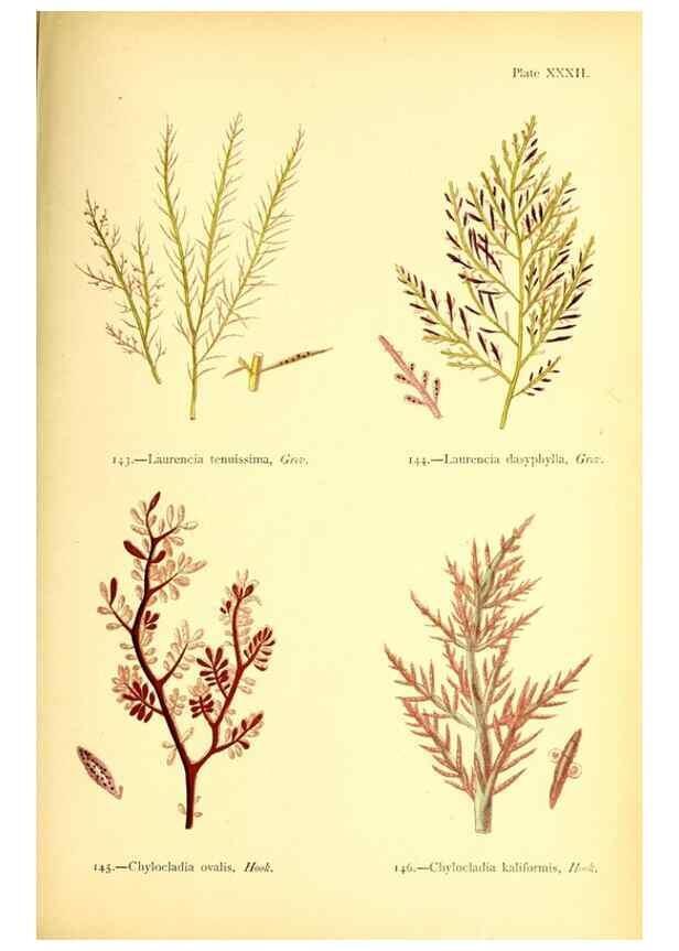 Reproducción/Reproduction 47636319471: British sea-weeds. London :Bell and Daldy,1872.. 