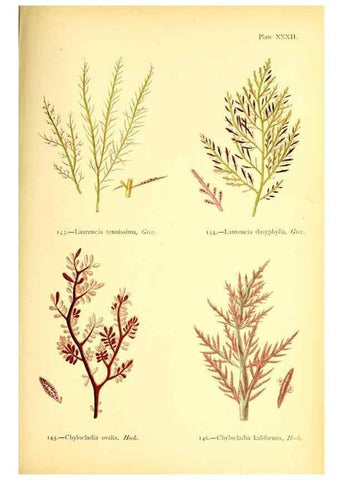 Reproducción/Reproduction 47636319471: British sea-weeds. London :Bell and Daldy,1872.. 