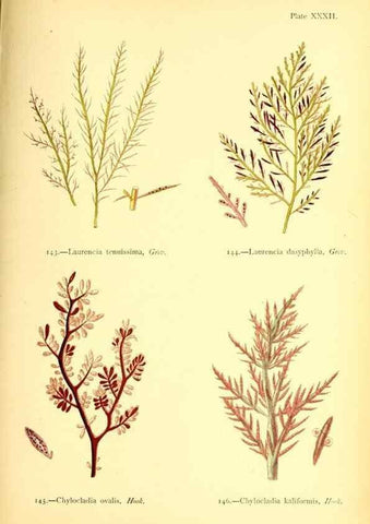 Reproducción/Reproduction 47636319471: British sea-weeds. London :Bell and Daldy,1872.. 