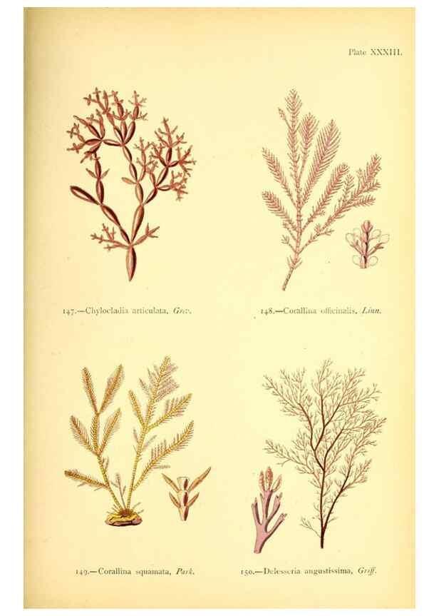 Reproducción/Reproduction 46912042564: British sea-weeds. London :Bell and Daldy,1872.. 