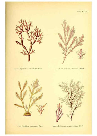 Reproducción/Reproduction 46912042564: British sea-weeds. London :Bell and Daldy,1872.. 