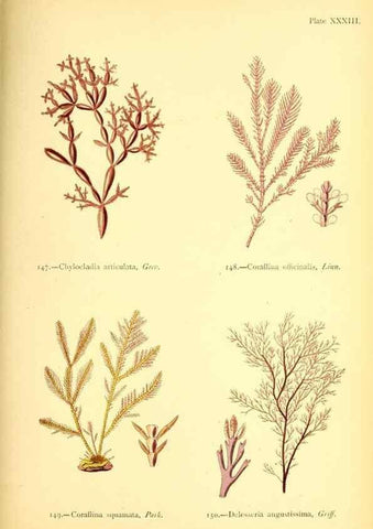 Reproducción/Reproduction 46912042564: British sea-weeds. London :Bell and Daldy,1872.. 