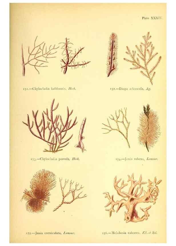 Reproducción/Reproduction 33758882348: British sea-weeds. London :Bell and Daldy,1872.. 
