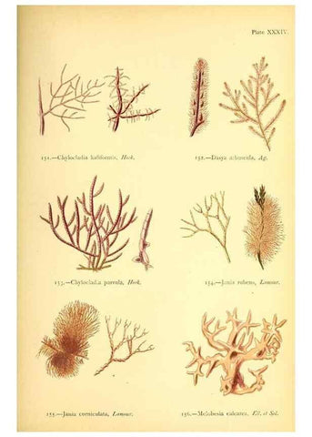 Reproducción/Reproduction 33758882348: British sea-weeds. London :Bell and Daldy,1872.. 