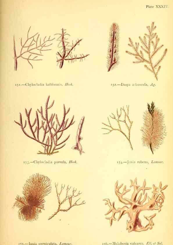 Reproducción/Reproduction 33758882348: British sea-weeds. London :Bell and Daldy,1872.. 