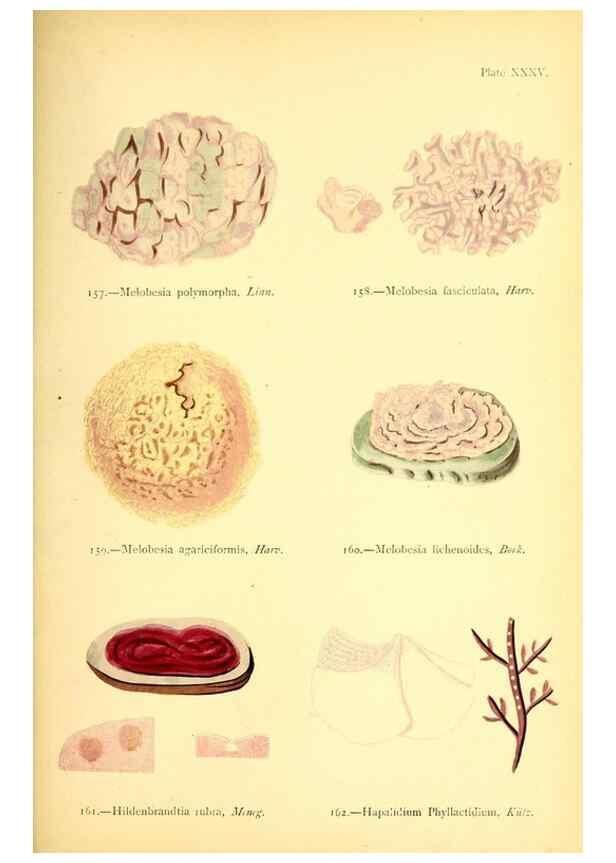 Reproducción/Reproduction 33758882918: British sea-weeds. London :Bell and Daldy,1872.. 