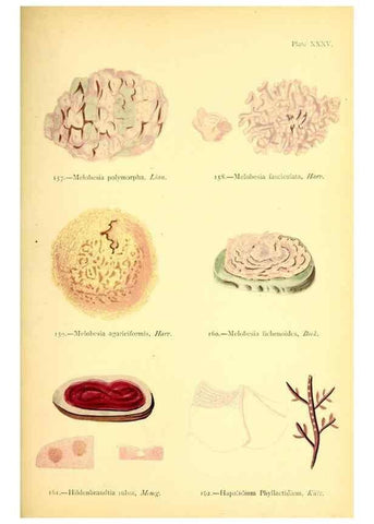Reproducción/Reproduction 33758882918: British sea-weeds. London :Bell and Daldy,1872.. 
